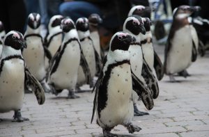 Ein Pinguin kommt selten allein...